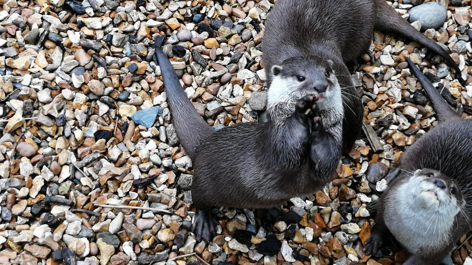 sea otters